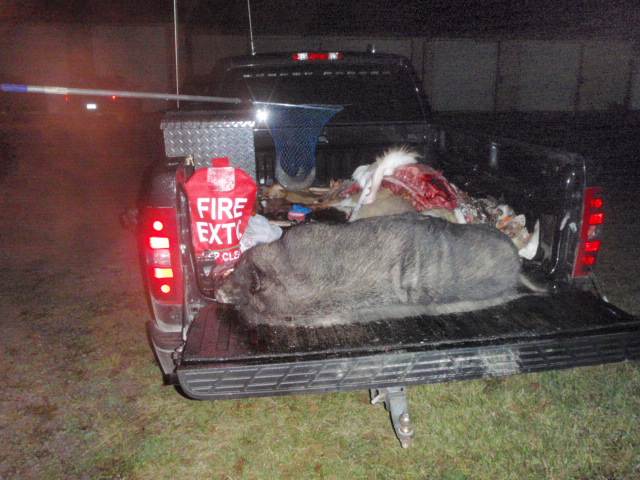 Michigan Feral Swine